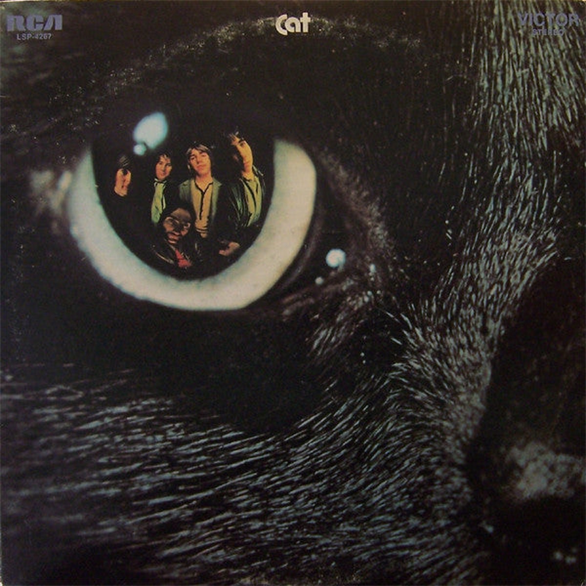 Cat Cat
