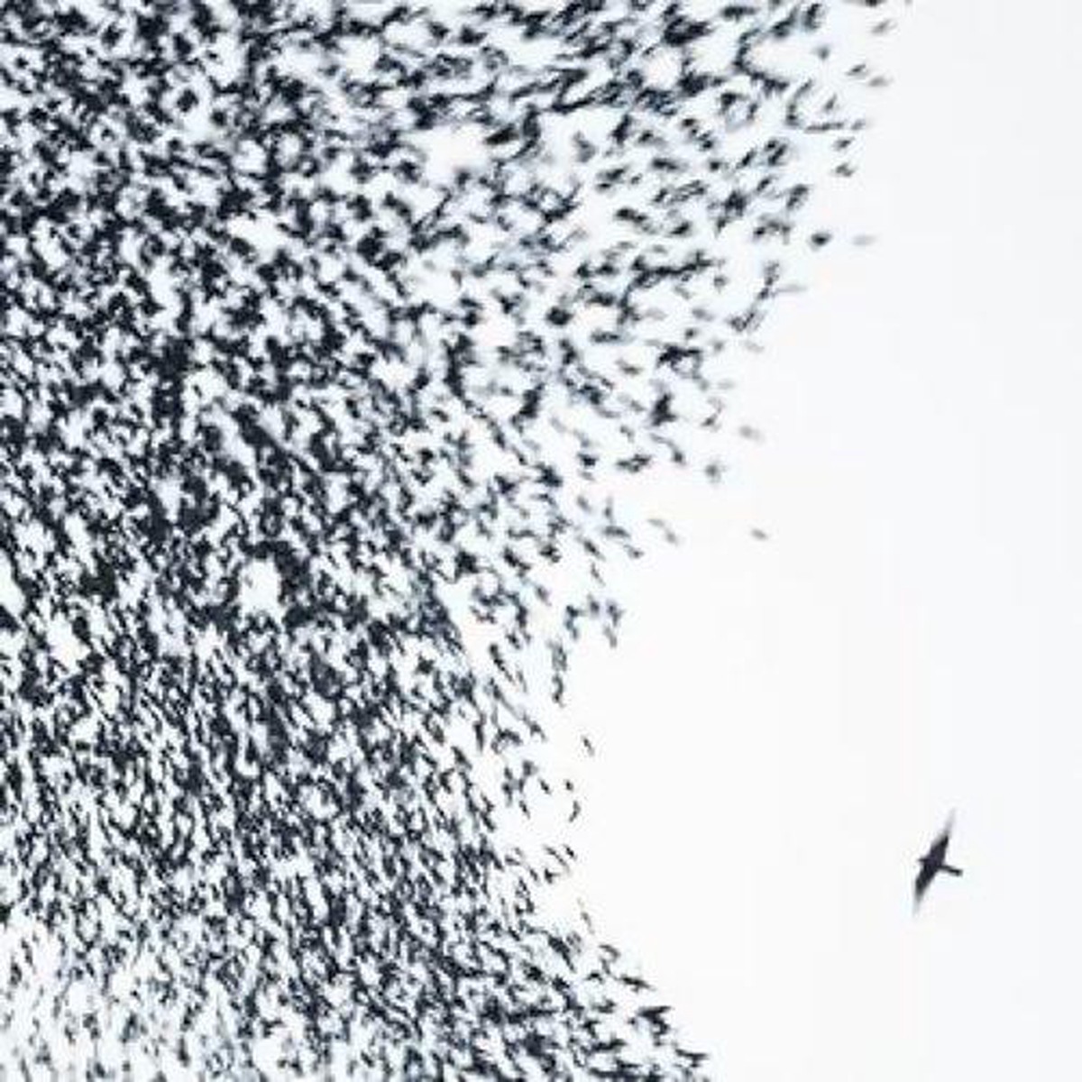 Wilco - Sky Blue Sky (Sky Blue Vinyl) (New Vinyl)